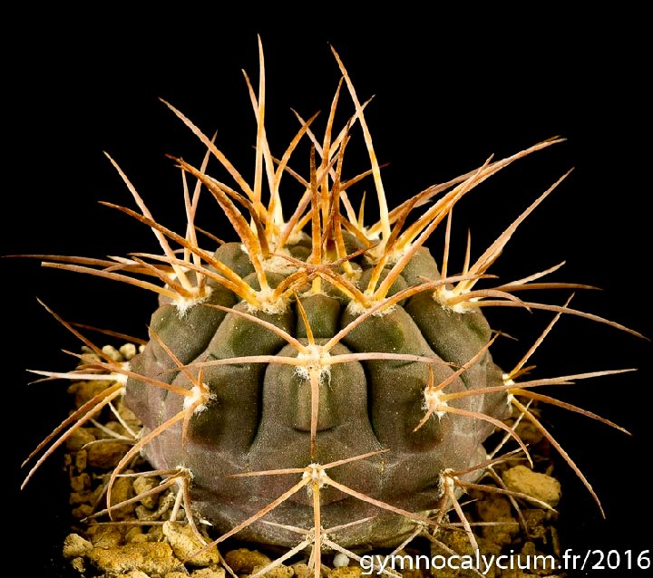 Gymnocalycium glaucum v. mucidum-P36 JJ.Houdre